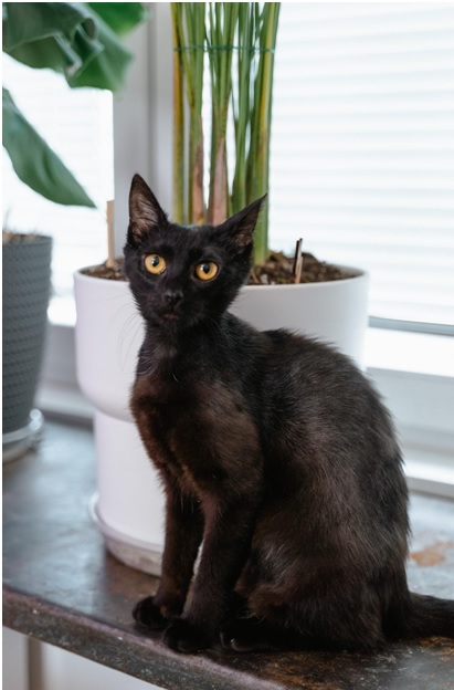 A Complete Guide Before Adopting a Havana Brown Cat
