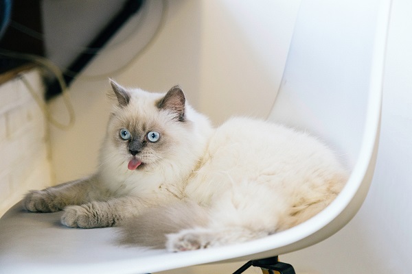 A Complete Guide Before Adopting a Tonkinese Cat