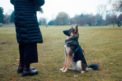 Dog training queries- When to start training?