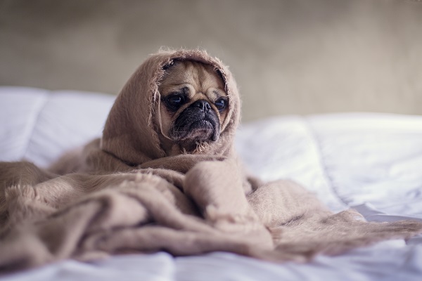 How to know if your dog has a fever? Reasons, Symptoms, how to check, and its treatment.