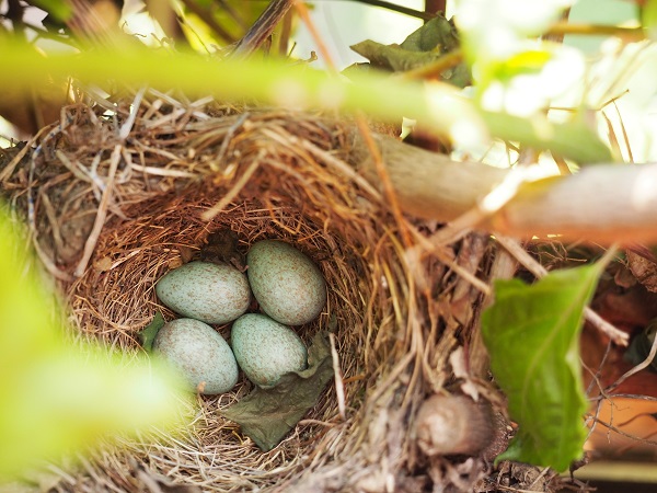 When and how do finches lay eggs?