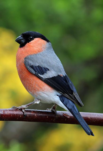Are Finches Good Pets? A Closer Look