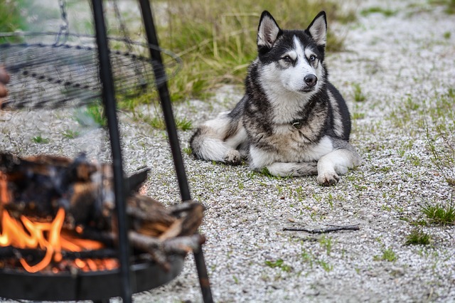 Camping With a Puppy? Here Are the Tips to Follow