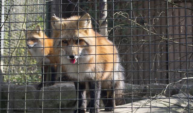 Looking for a Cage for Pet Fox? Here Are the Things to Consider