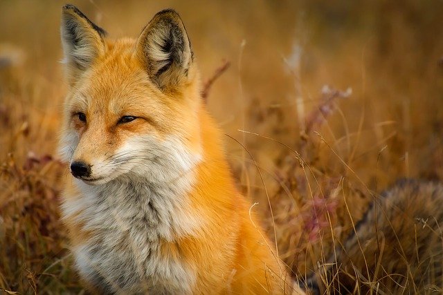 Grooming Pet Fox? Here Is How to Do It