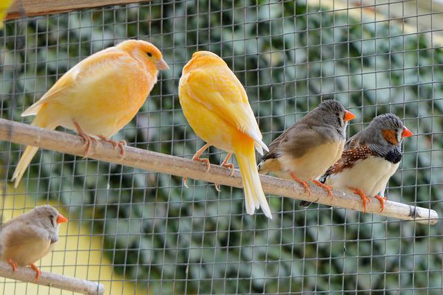 How To Care for Finches: A Guide by Expert