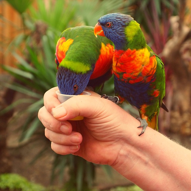 How To Hold a Bird Safely in Your Hands?