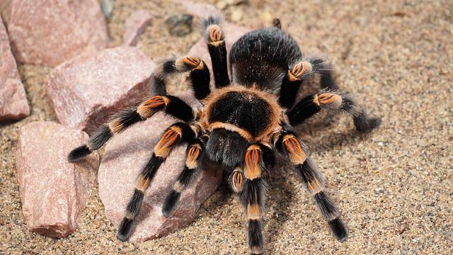Tarantula Feeding – What, When, And How Much to Feed?