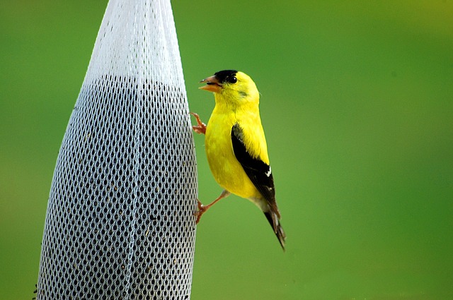 What Do Yellow Finches Eat? Food That Attracts Them in A Yard