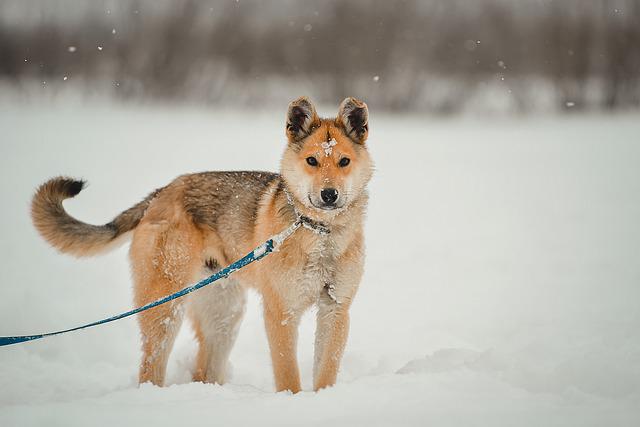30+ Essential and Safety Tips, Walking Dogs in The Snow or Winter