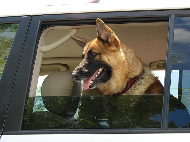 10 Ways on How to Calm a Dog Down in a Car? By Experts